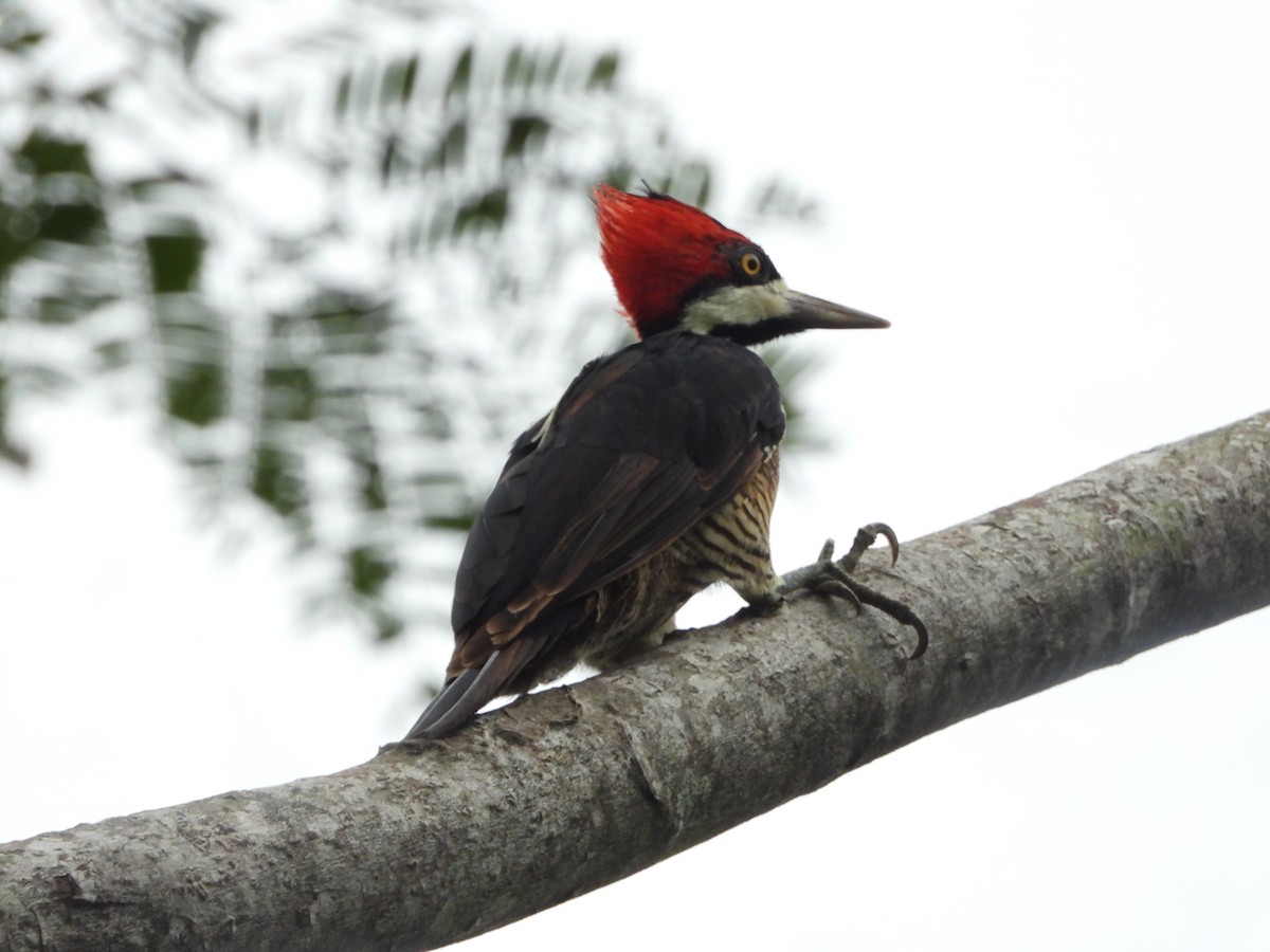Lineated Woodpecker - ML412516181