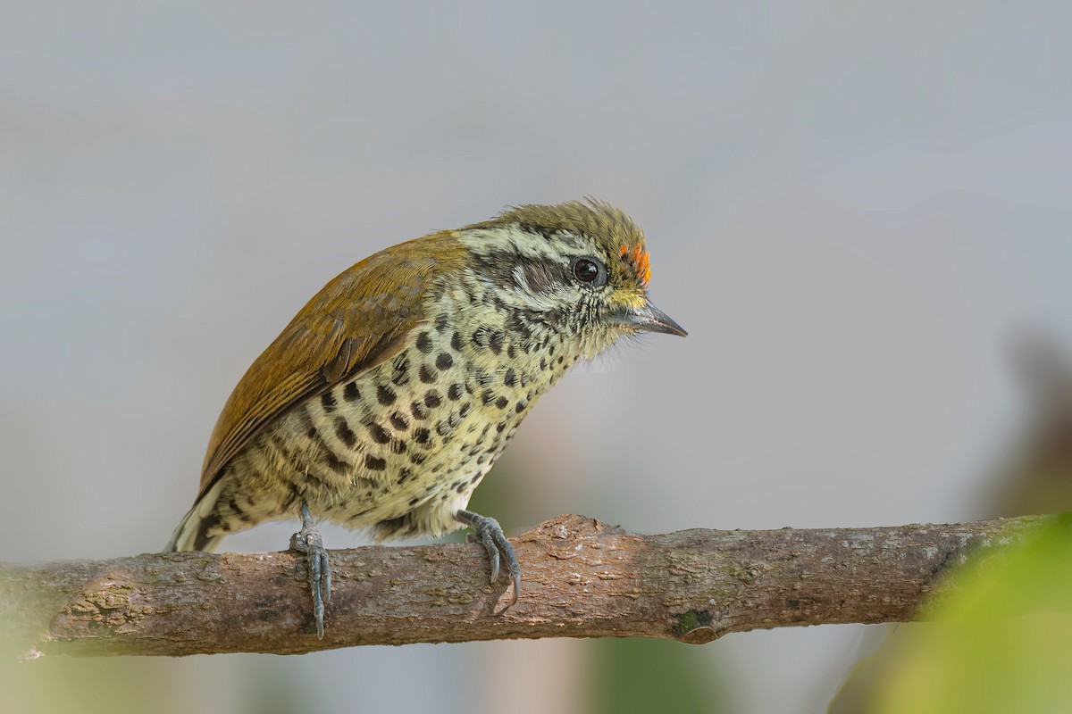 Speckled Piculet - ML412527211
