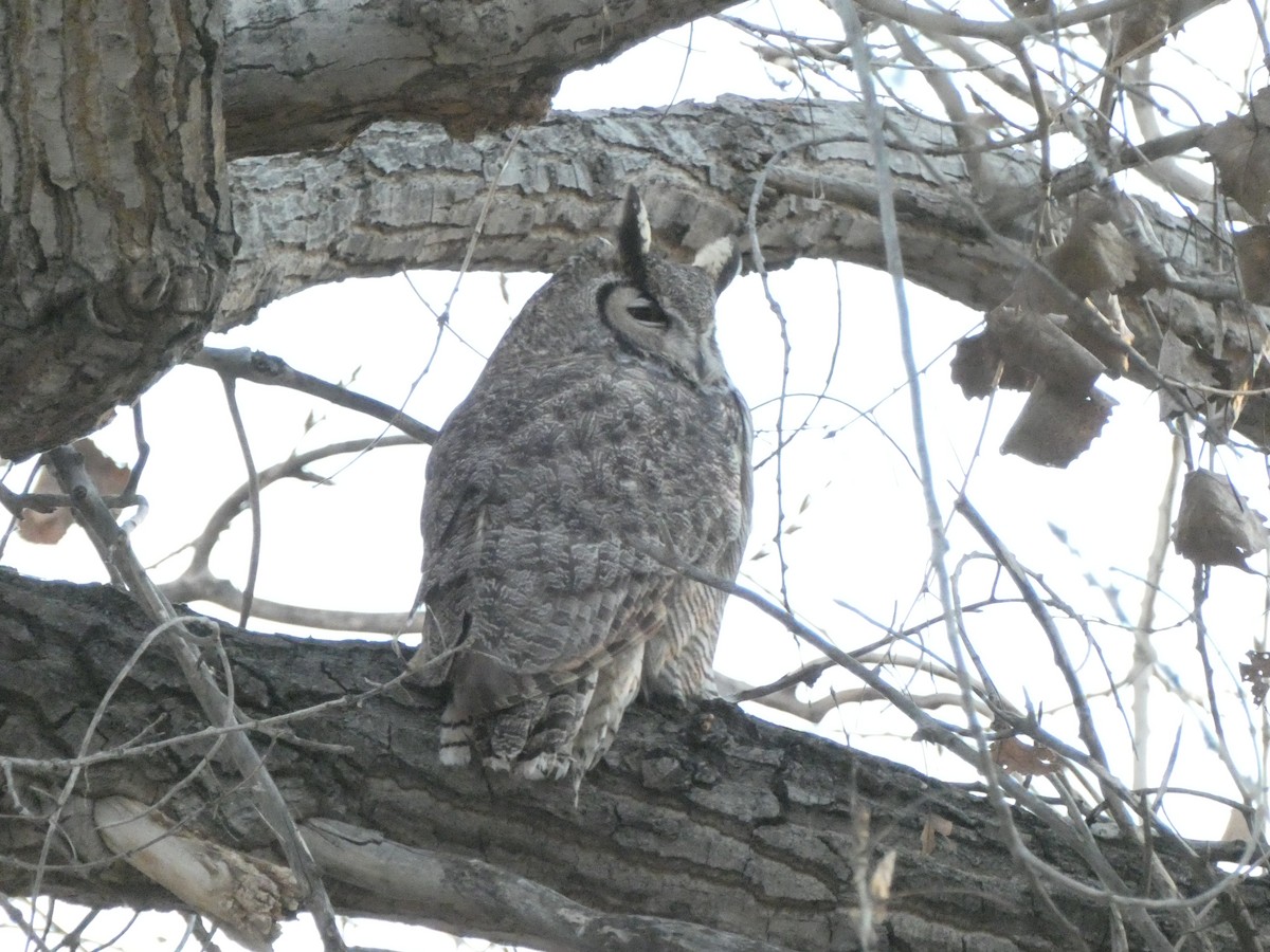 Great Horned Owl - ML412532411