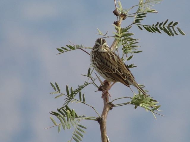 Savannah Sparrow - ML41253451