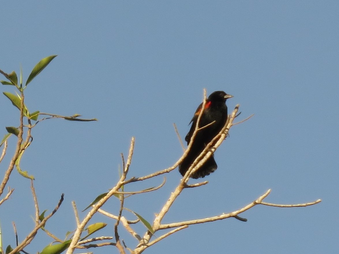 Red-winged Blackbird - ML412536501