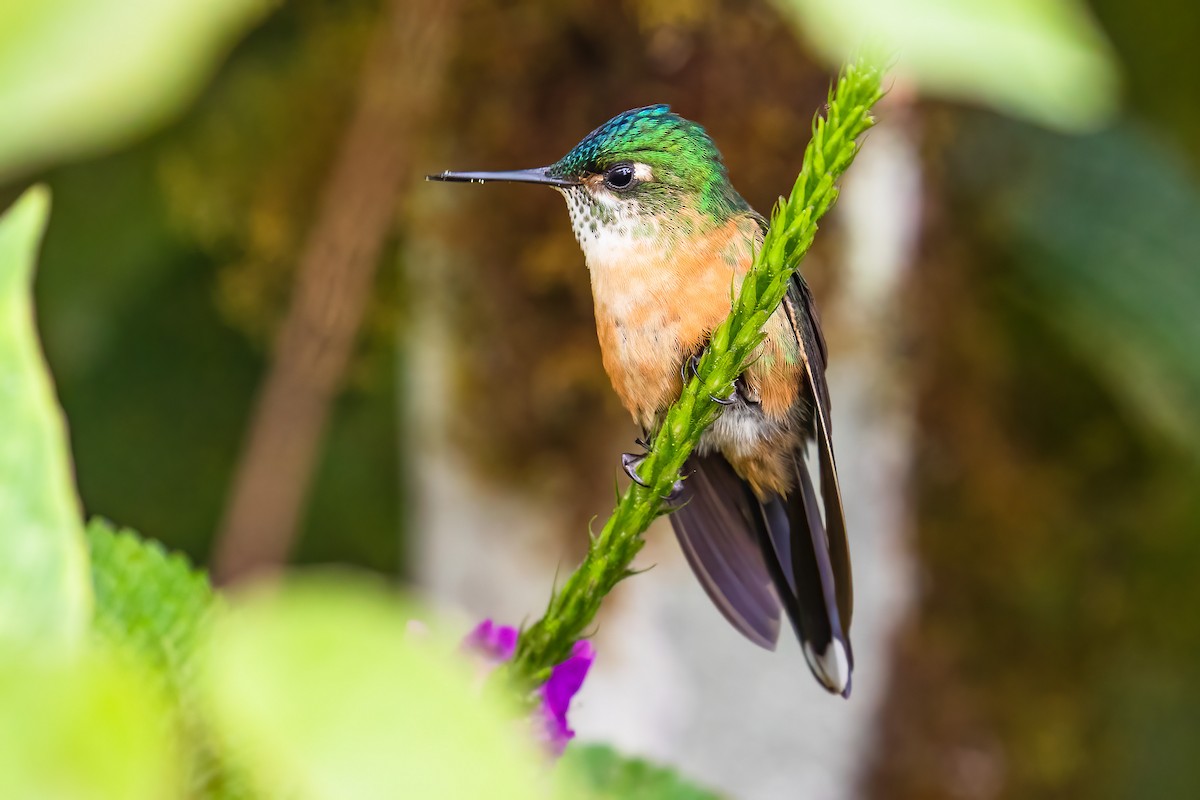 Violet-tailed Sylph - ML412538081