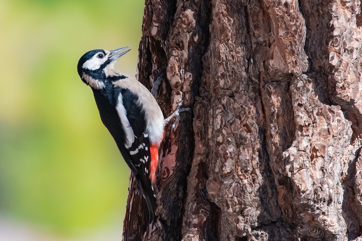 Great Spotted Woodpecker (Canarian) - Giuseppe Citino