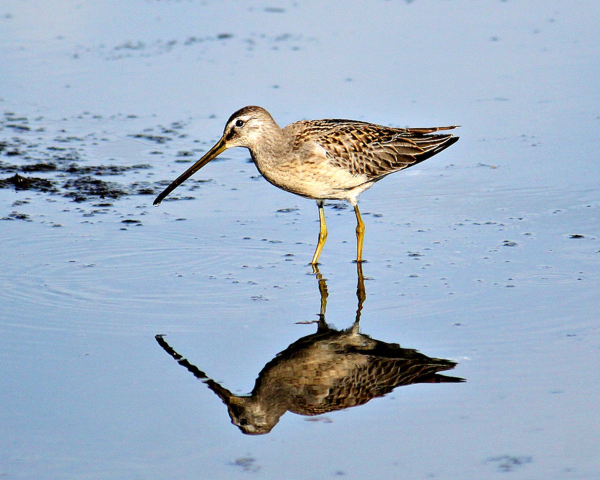 Long-billed Dowitcher - ML41254071