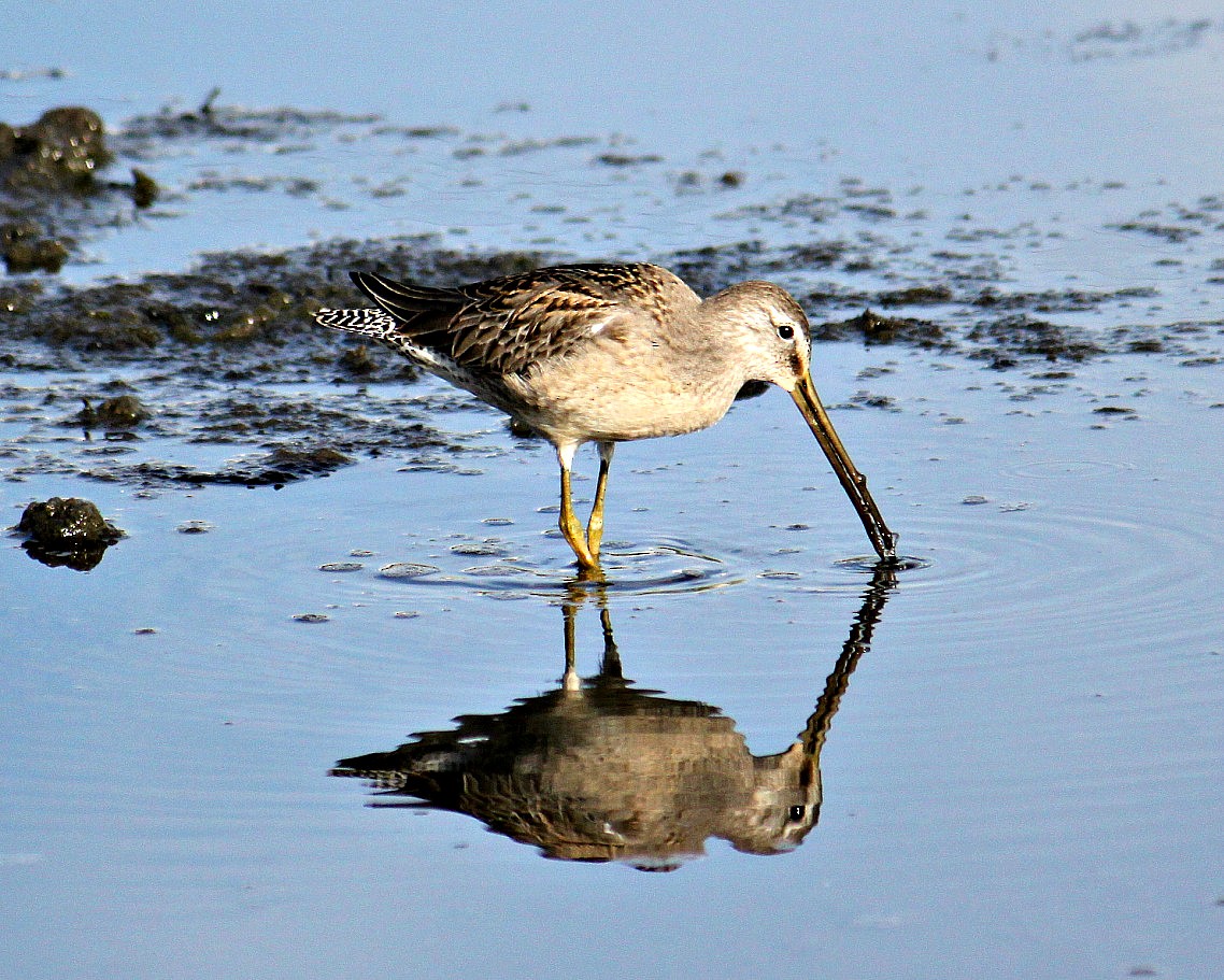 Long-billed Dowitcher - ML41254081
