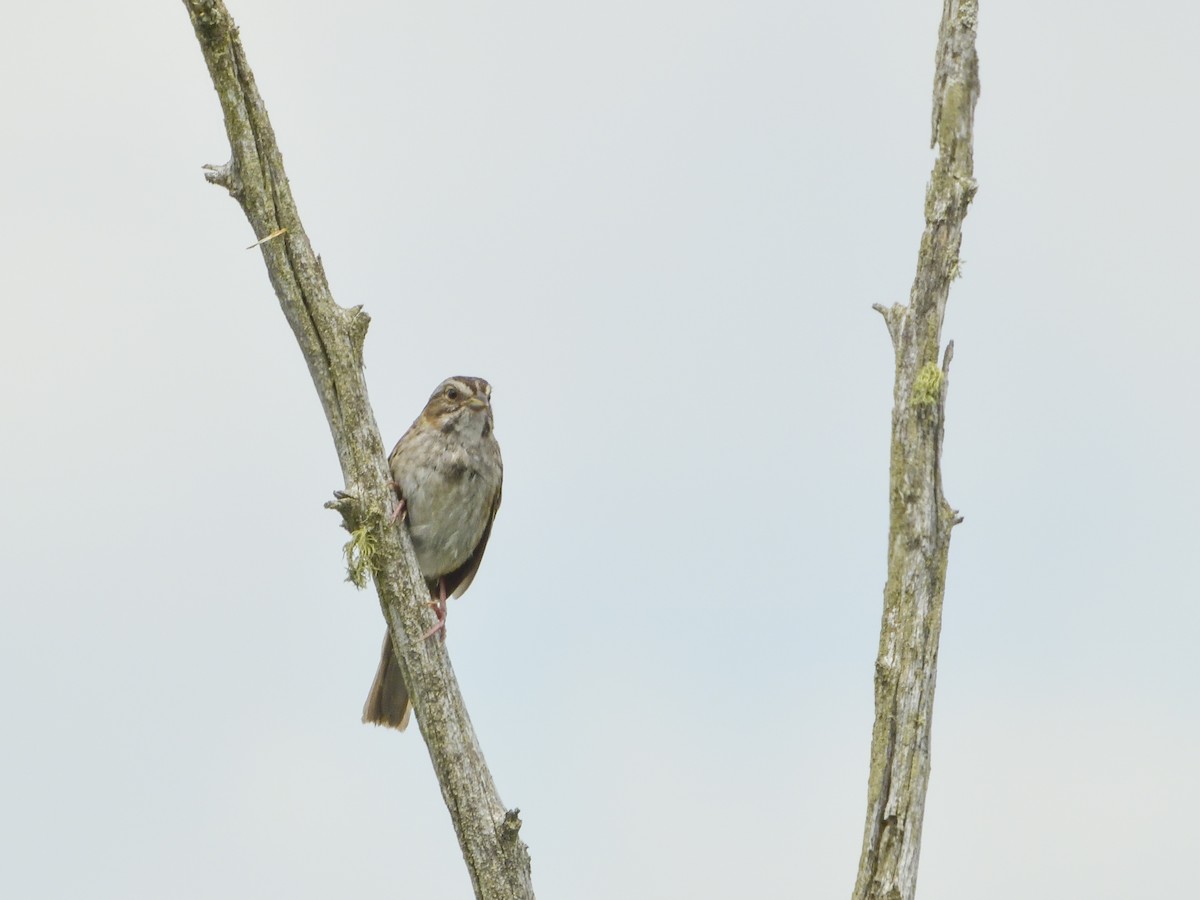Swamp Sparrow - Patrick Kramer