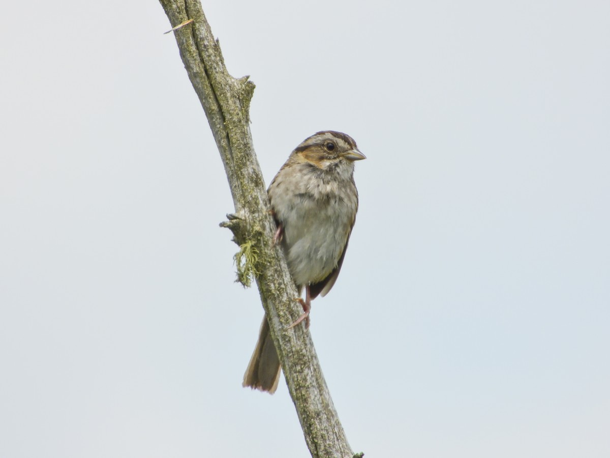 Swamp Sparrow - ML412543731