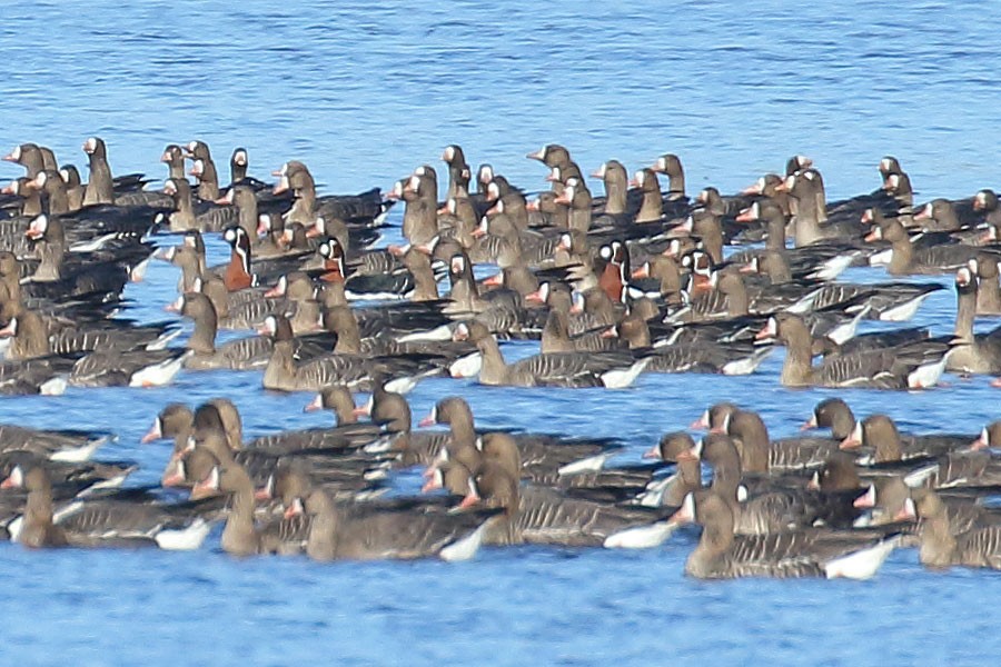 Red-breasted Goose - ML412545011