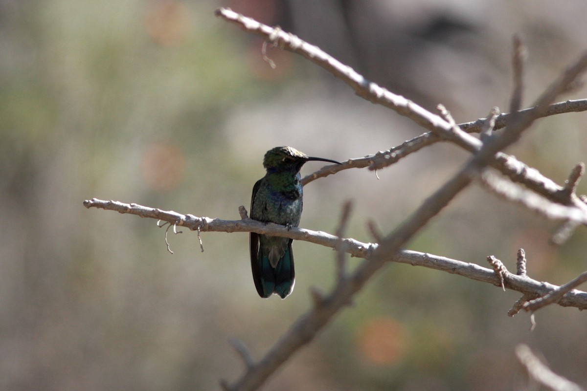 kolibřík modrolící - ML412547361