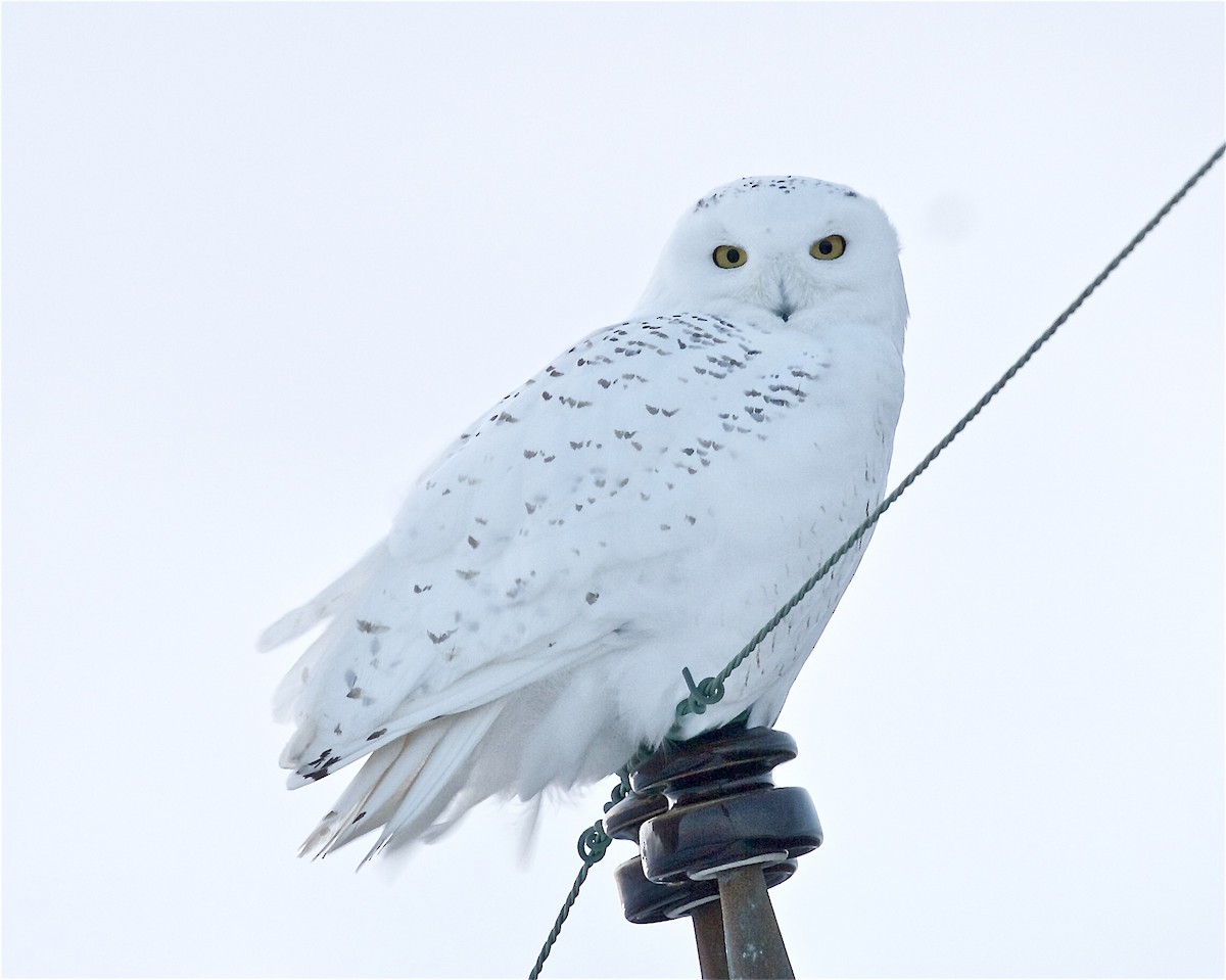 Snowy Owl - ML412547531