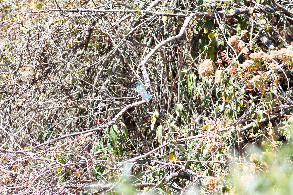 kolibřík modrolící - ML412548311