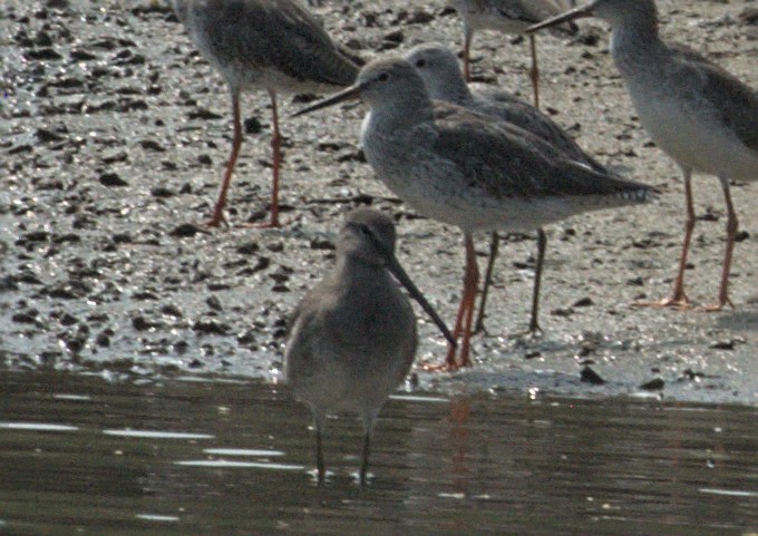 Long-billed Dowitcher - ML412548681