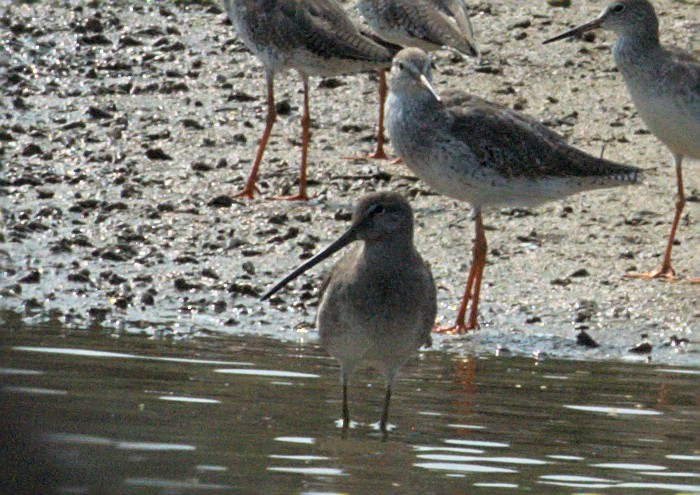 Long-billed Dowitcher - ML412548691