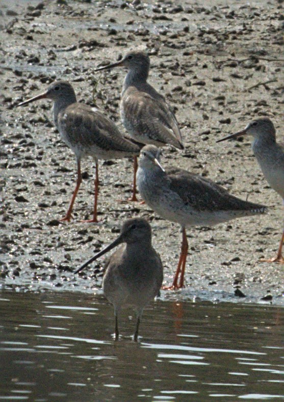 Long-billed Dowitcher - ML412548721