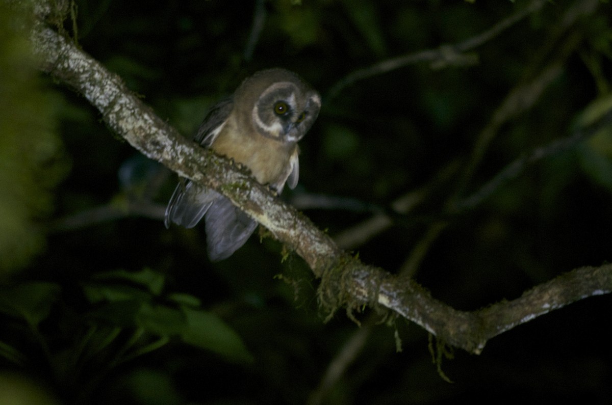 Unspotted Saw-whet Owl - Jan Cubilla