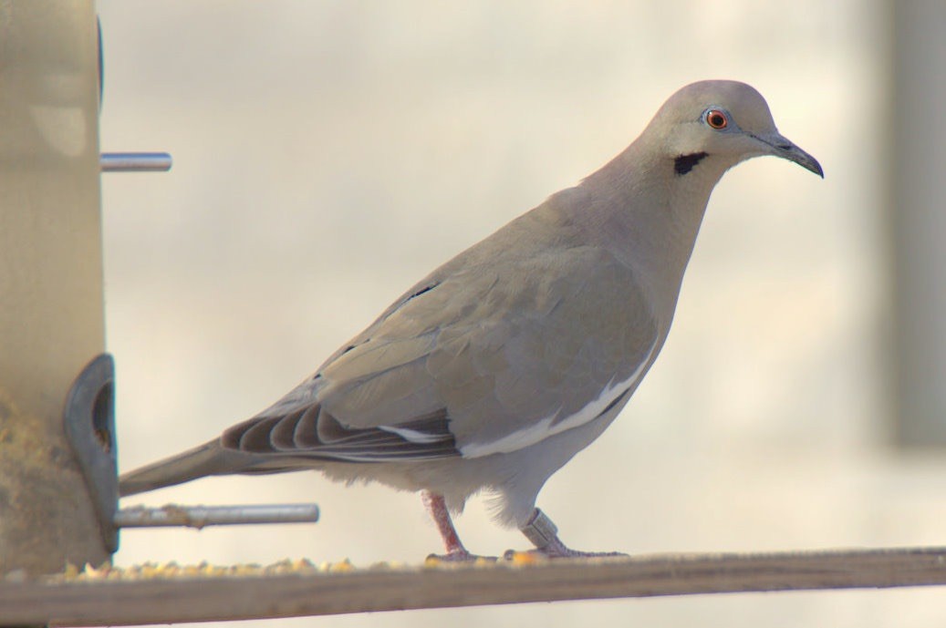 White-winged Dove - ML41255551