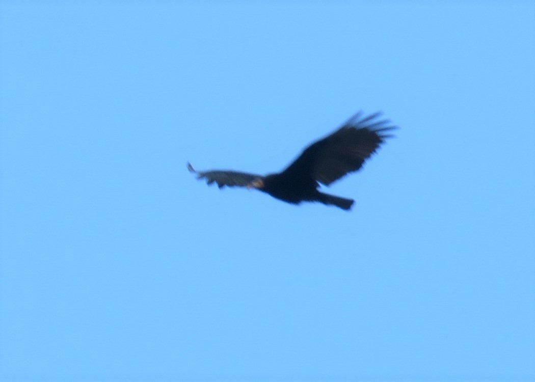 Lesser Yellow-headed Vulture - ML412557061