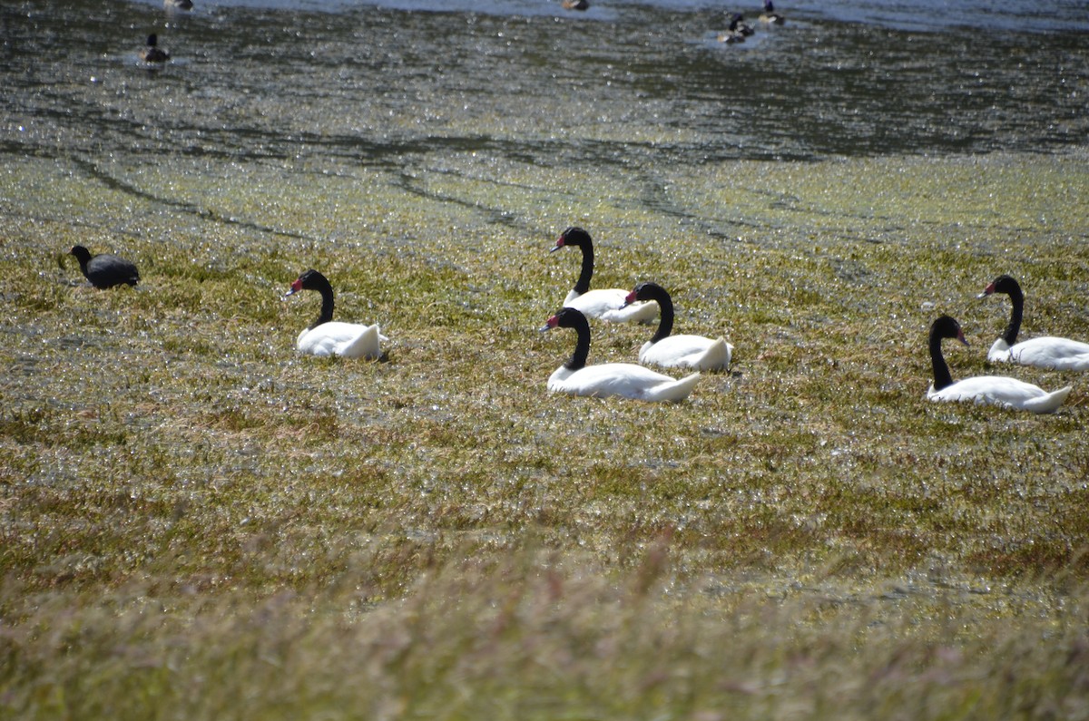 Black-necked Swan - ML412557751
