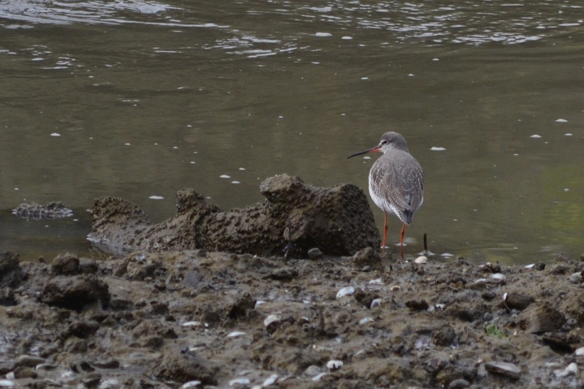 Spotted Redshank - ML412560221