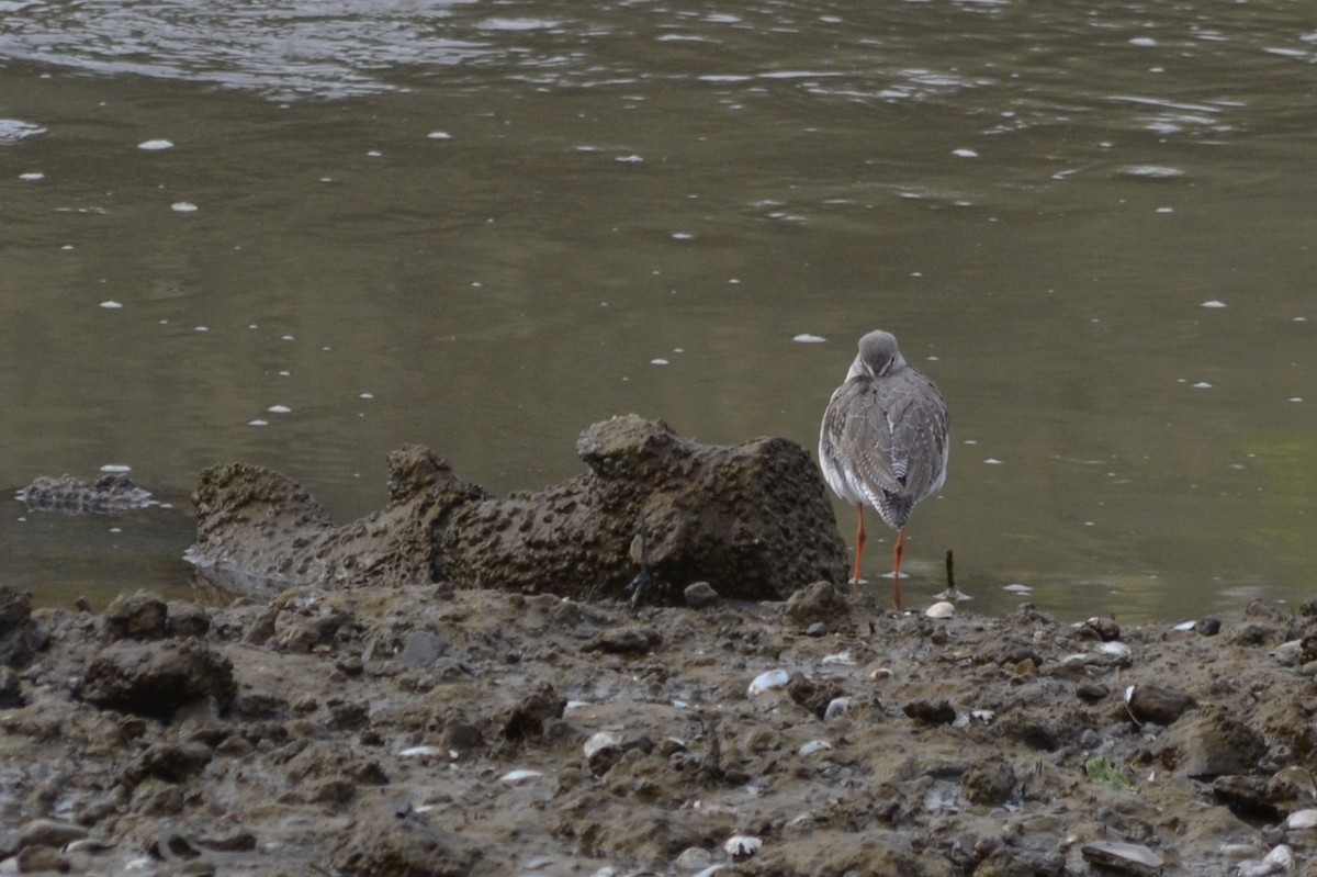 Spotted Redshank - ML412560261