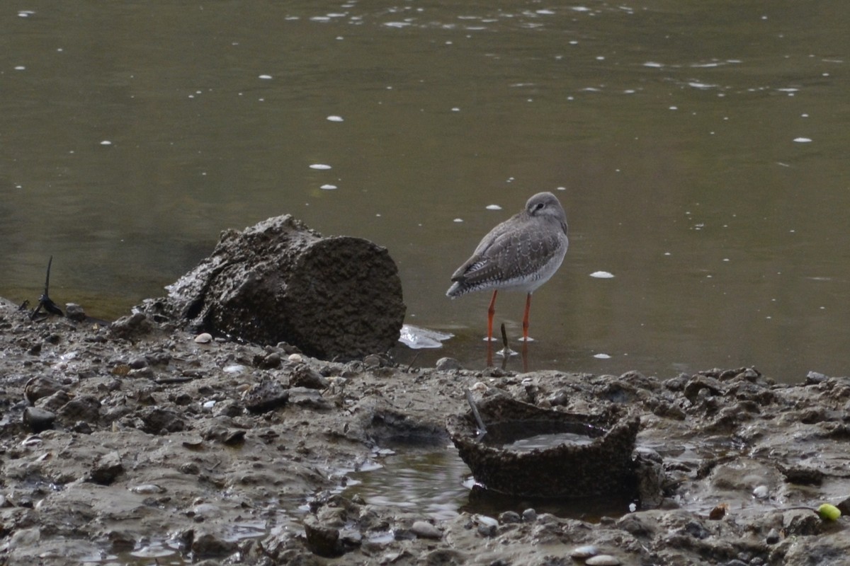 Spotted Redshank - ML412560331