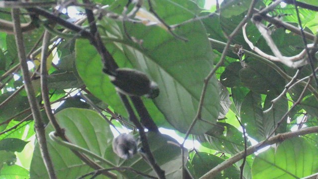 datlíček zlatoflitrový (ssp. pernambucensis) - ML412567781