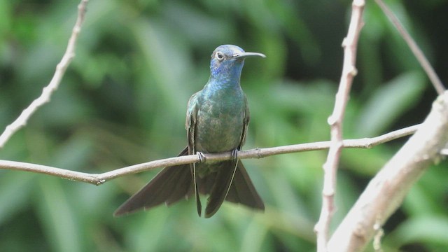 hummingbird sp. - ML412570521