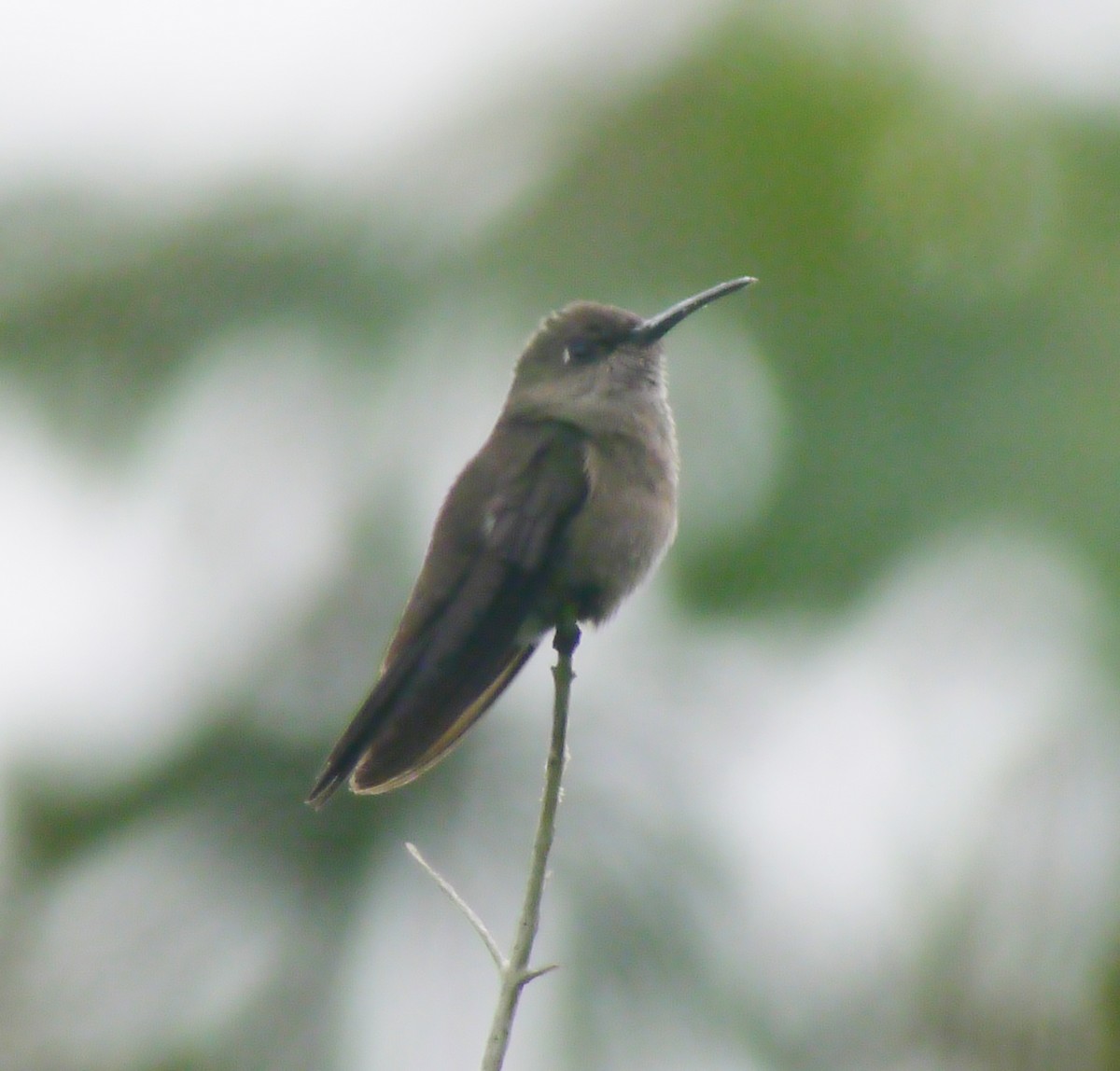 Sombre Hummingbird - ML412571451