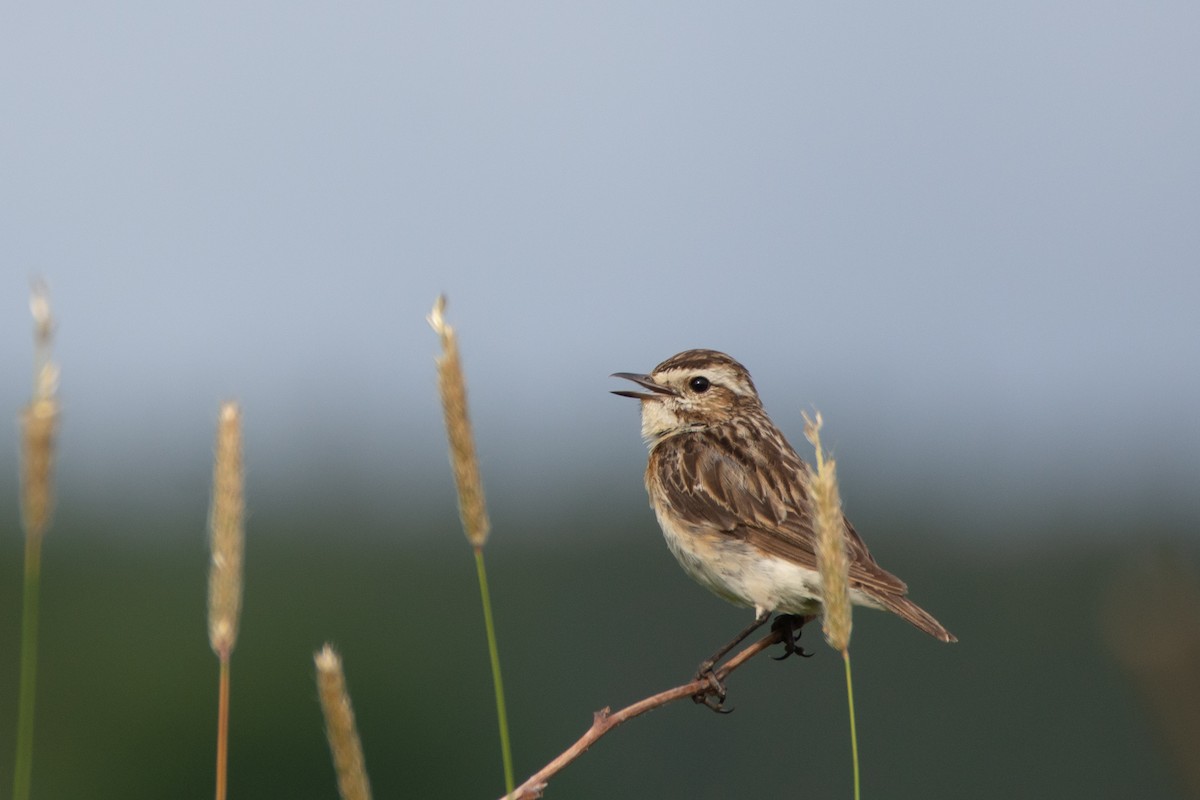 Whinchat - ML412579291