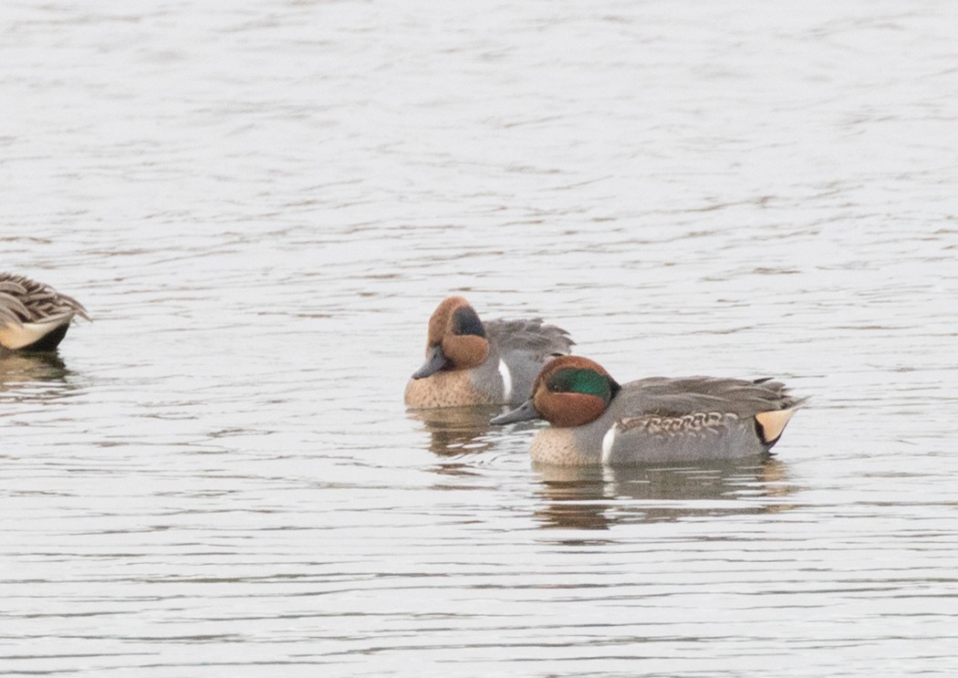 Green-winged Teal - ML41257941