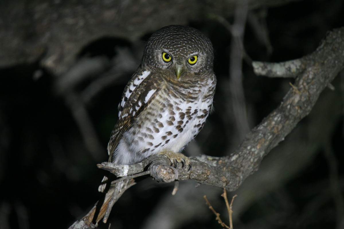African Barred Owlet - ML412584781
