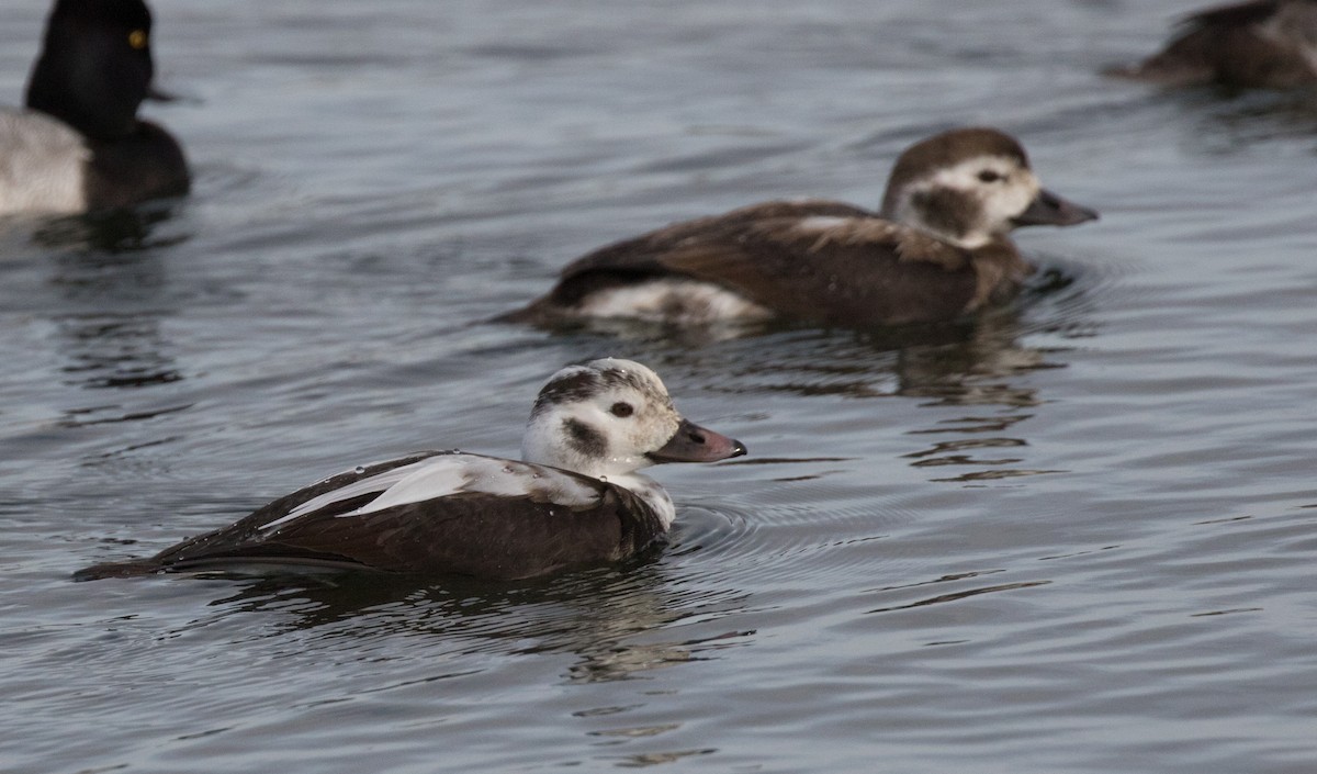 Long-tailed Duck - ML41258821