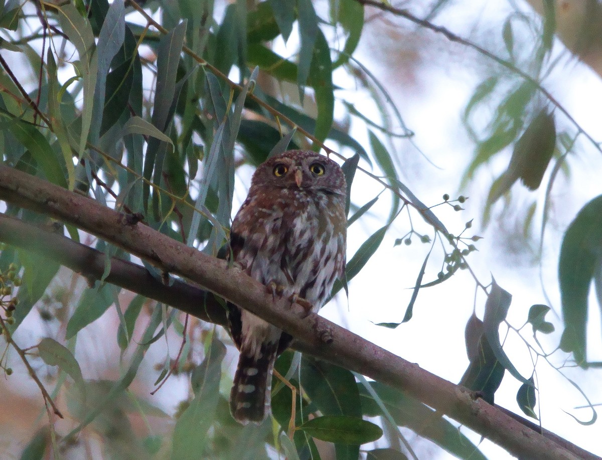 Pearl-spotted Owlet - ML412590411