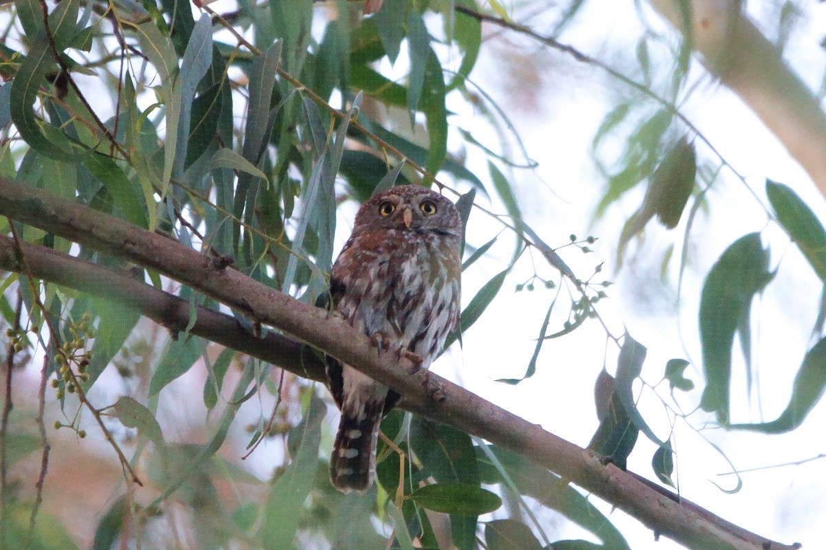 Pearl-spotted Owlet - ML412590461