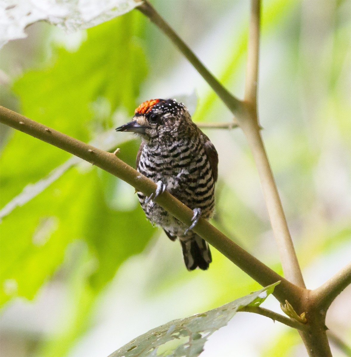 White-barred Piculet - ML412590931