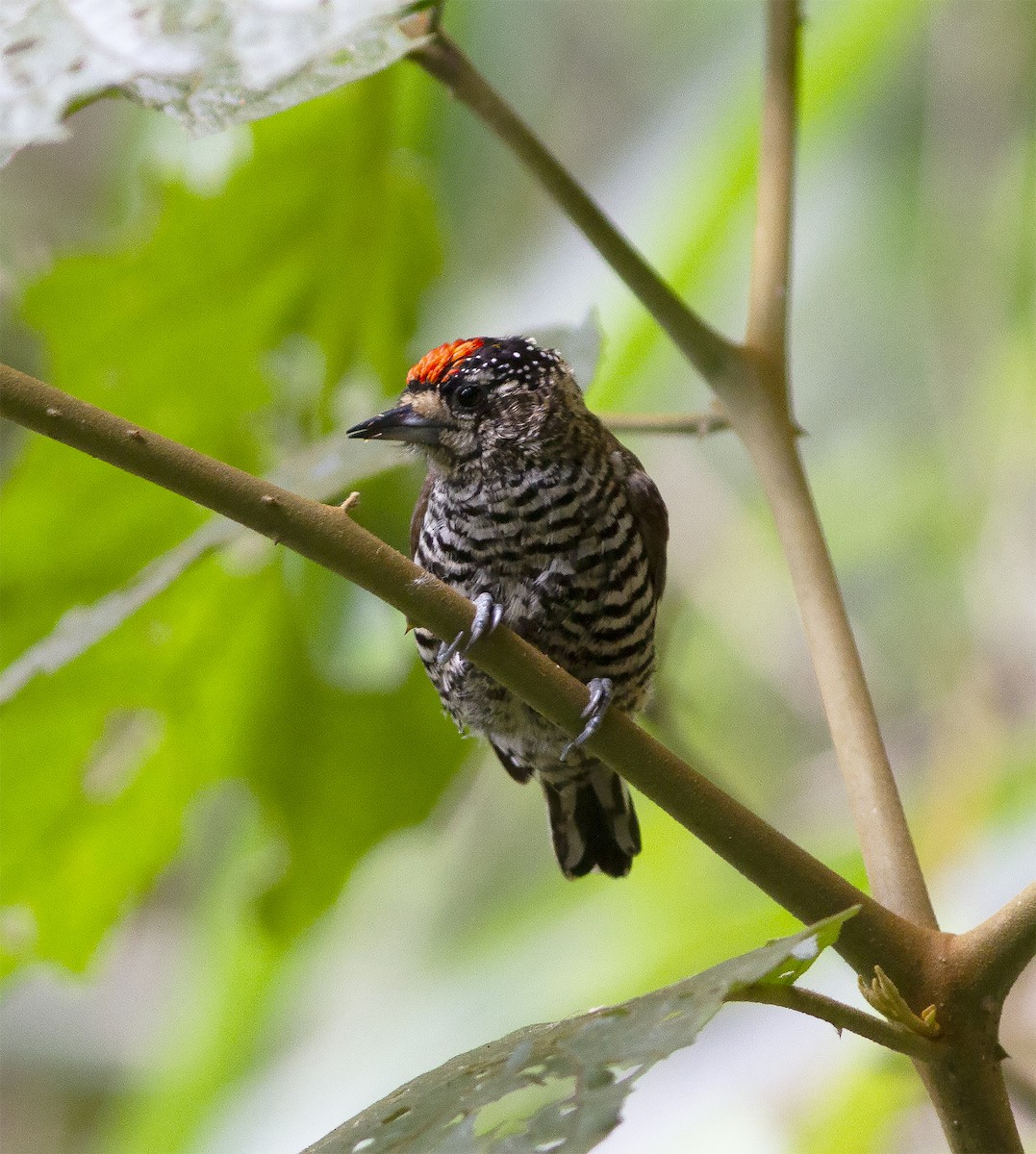 White-barred Piculet - ML412590971