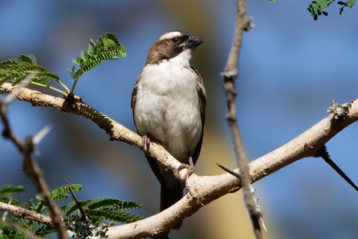 White-browed Sparrow-Weaver - Ilya Maclean