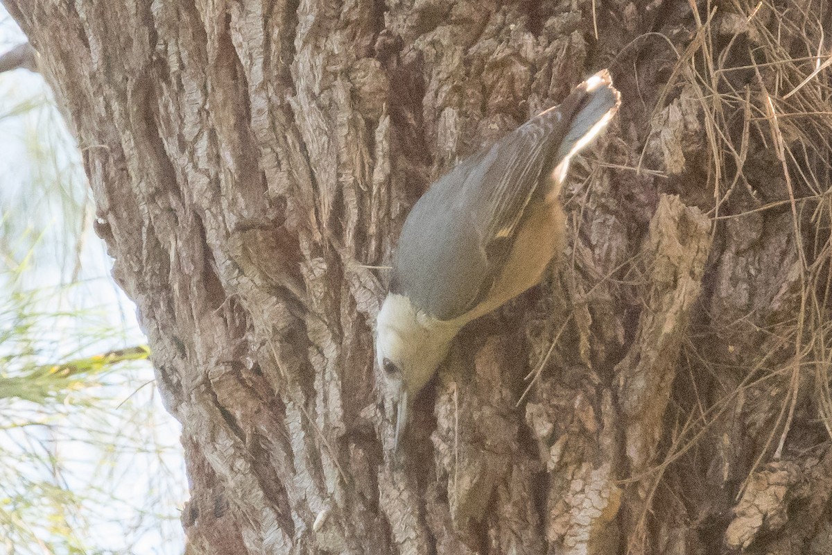 White-breasted Nuthatch - ML412595441