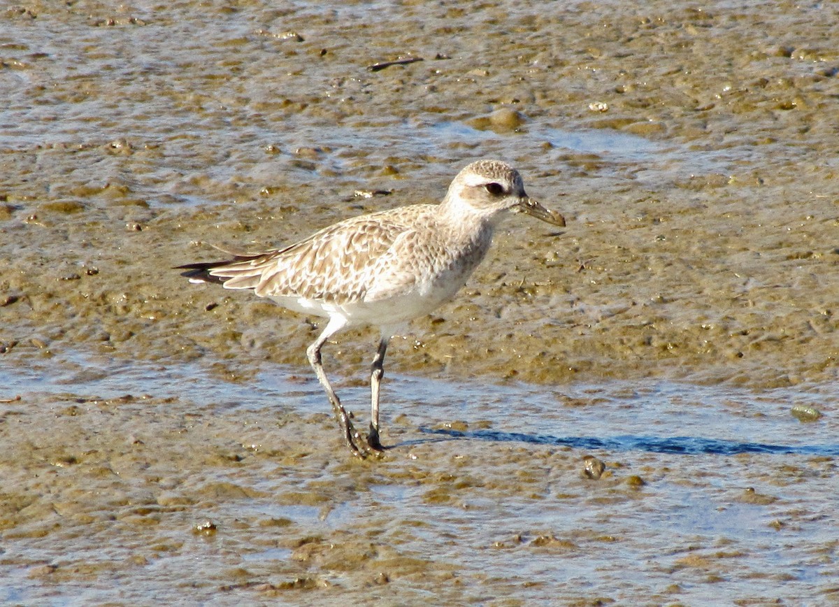 Black-bellied Plover - Fred Peters
