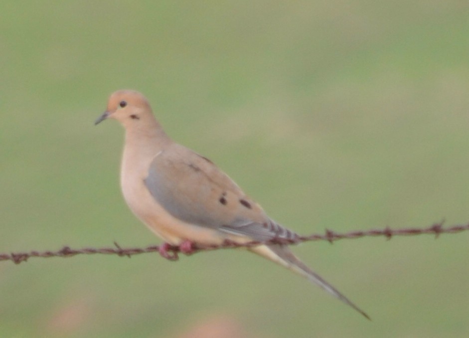 Mourning Dove - Steve Brown