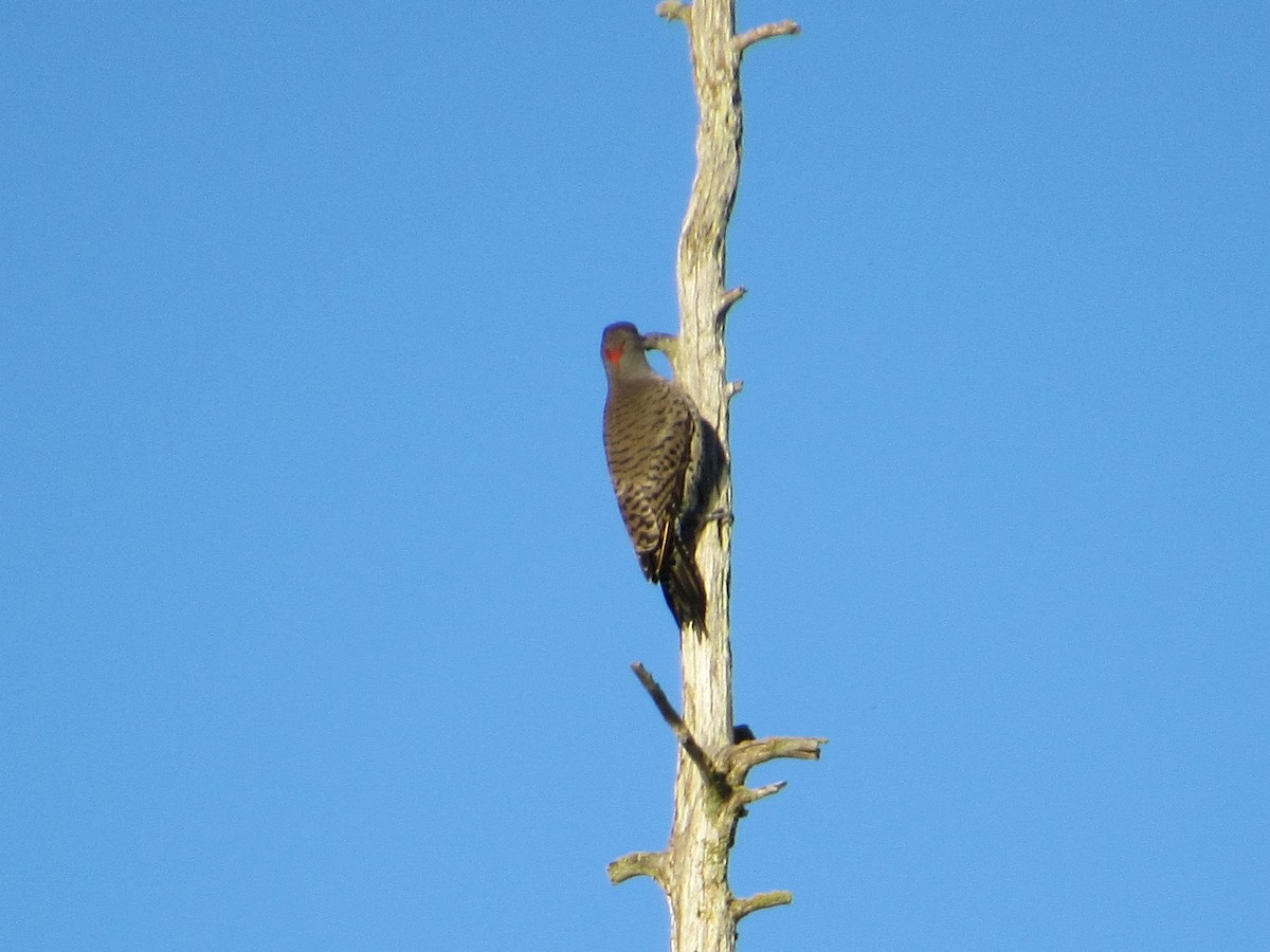 Northern Flicker (Yellow-shafted x Red-shafted) - David Poortinga