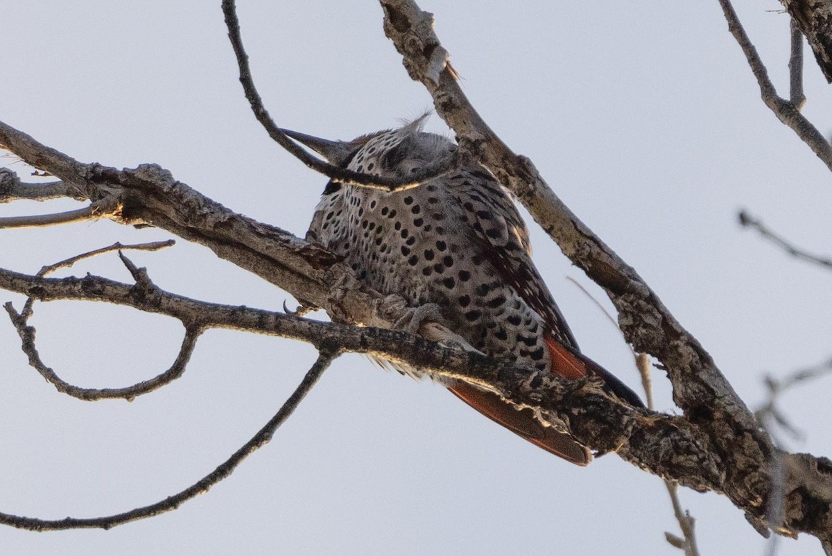 Northern Flicker (Red-shafted) - ML412602581