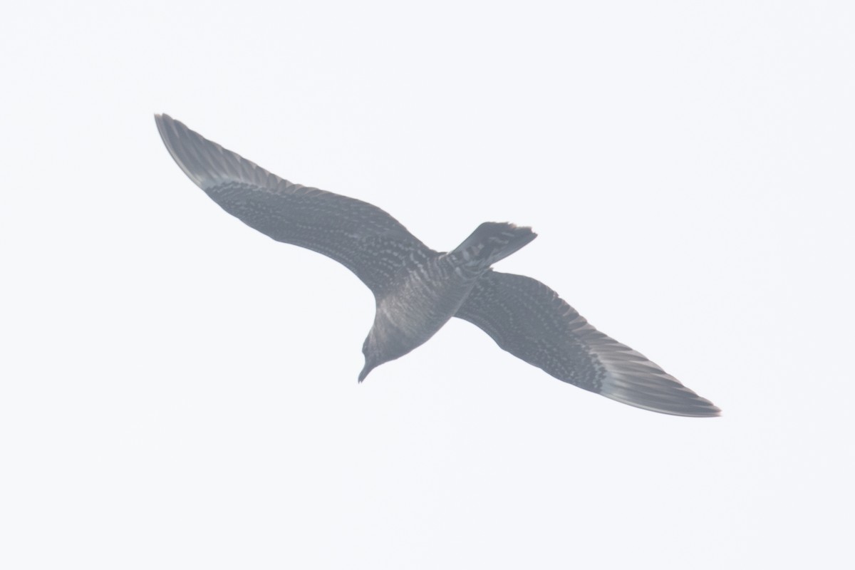Long-tailed Jaeger - ML412606811