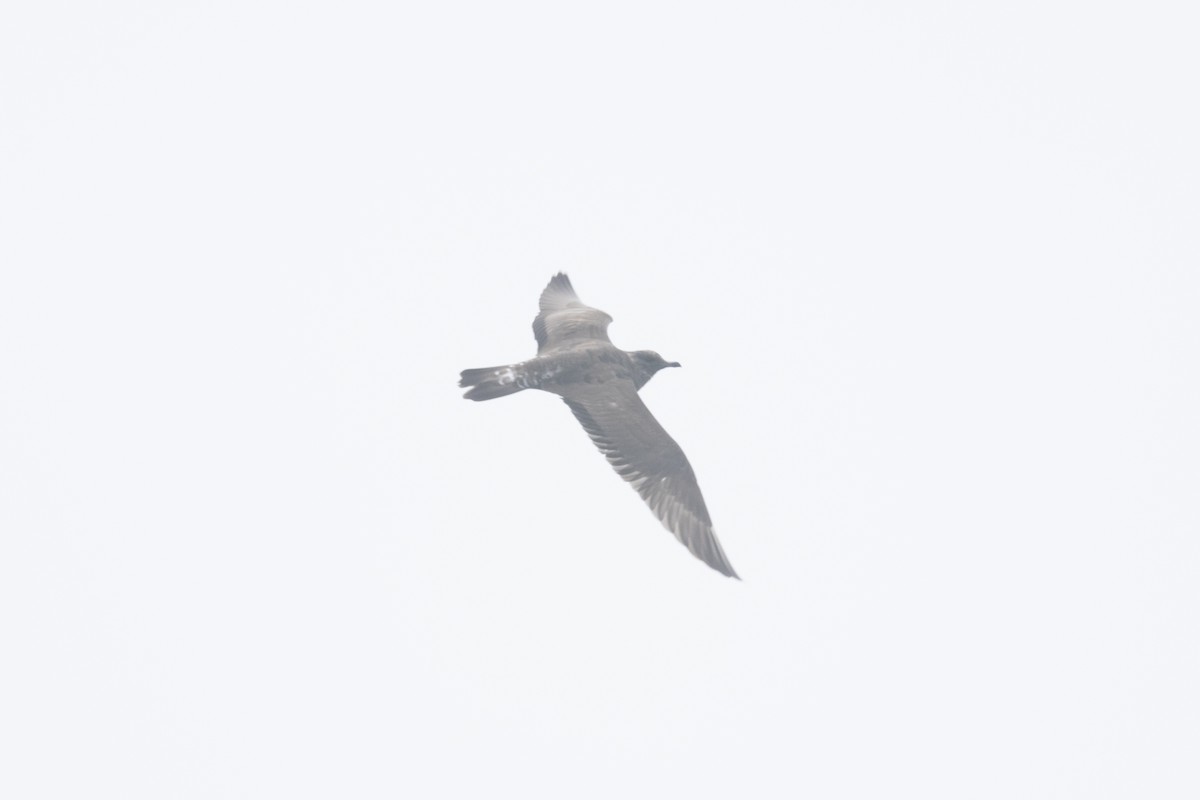 Long-tailed Jaeger - ML412606821