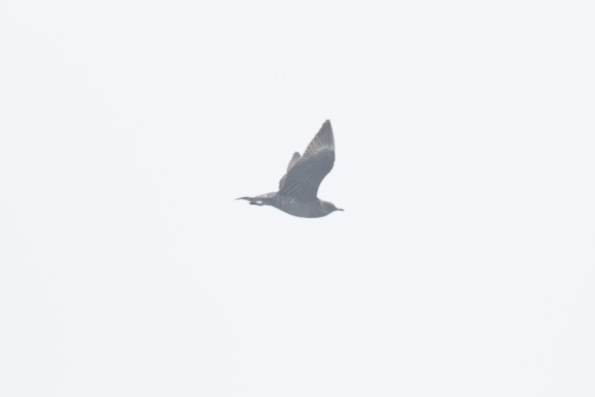 Long-tailed Jaeger - ML412606831