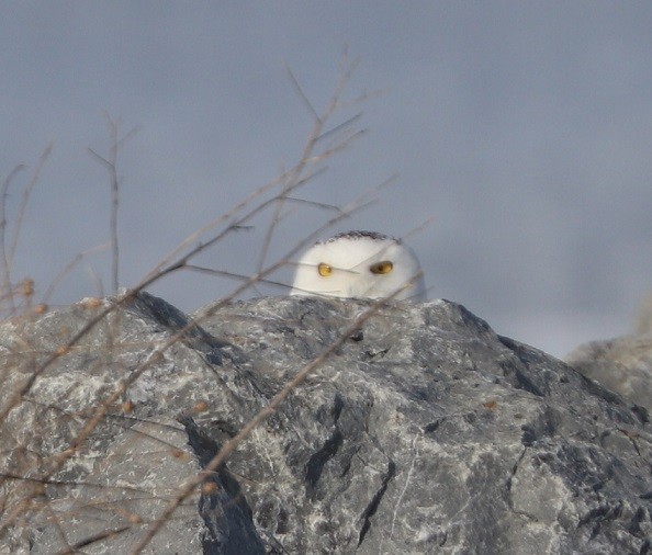 Snowy Owl - ML412615271