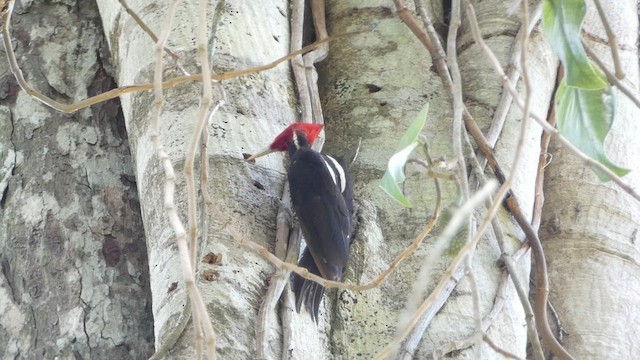 Pale-billed Woodpecker - ML412618661