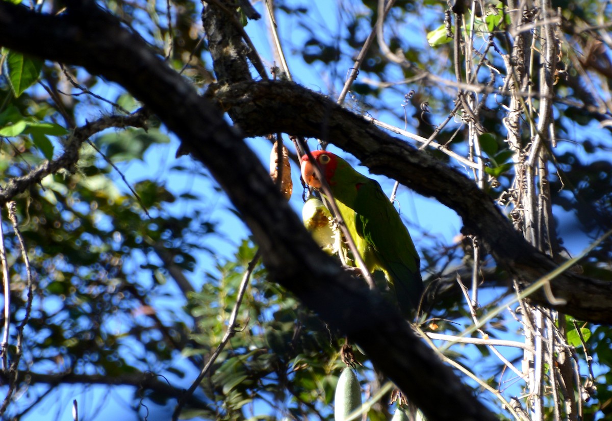 Guayaquil Papağanı - ML412619981