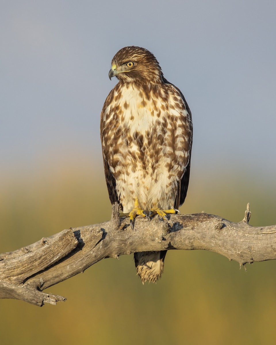 Red-tailed Hawk - Dorian Anderson