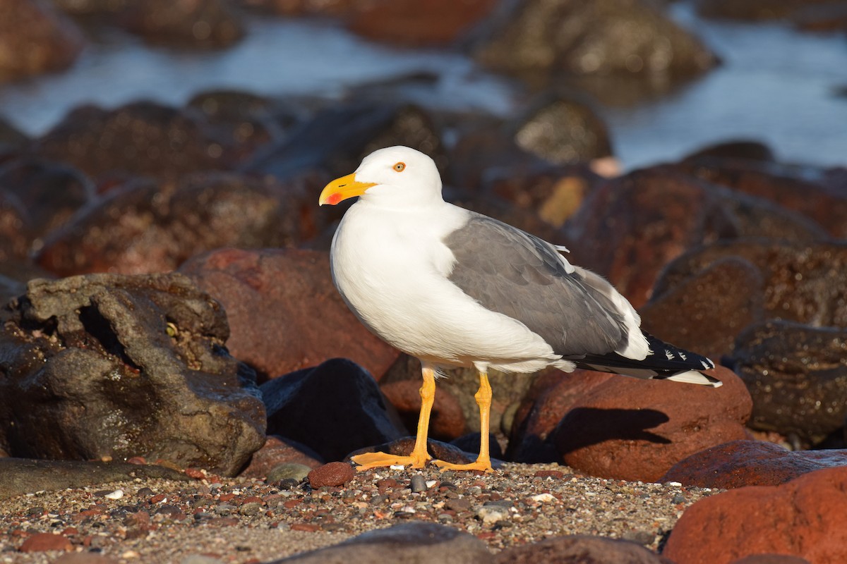 Yellow-footed Gull - ML41262831